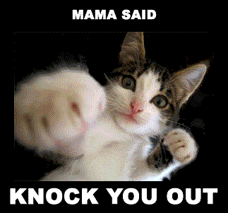 Image result for momma said knock you out gif