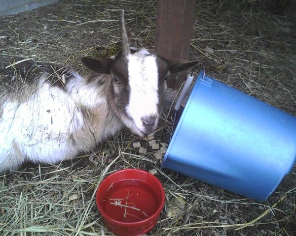 Greetings and any Advise? - Goats