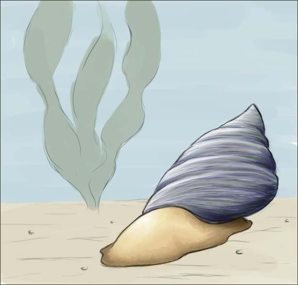 mollusk-1.jpg