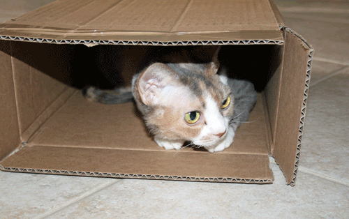 Daisy in Box