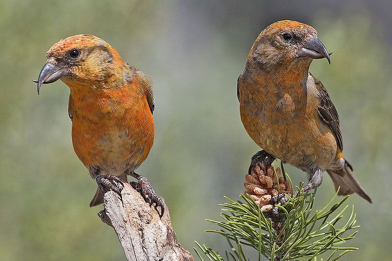 800px-Red_Crossbills_Male.jpg