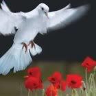 Rememberance Day Dove Pictures, Images and Photos