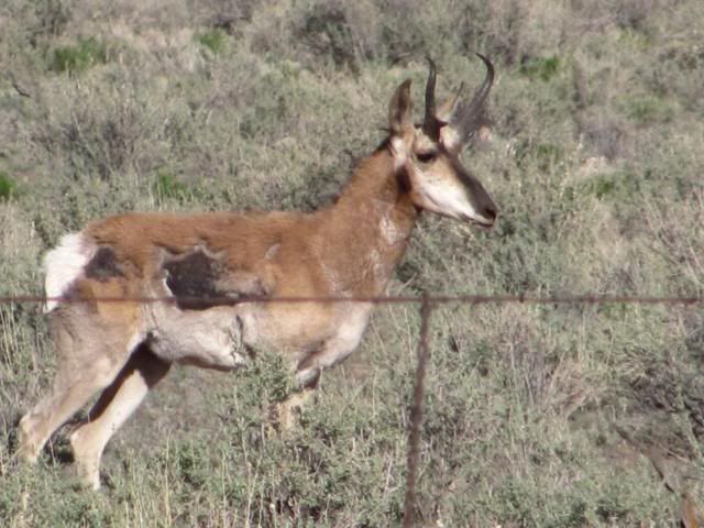 GrandCanyonCritters191.jpg