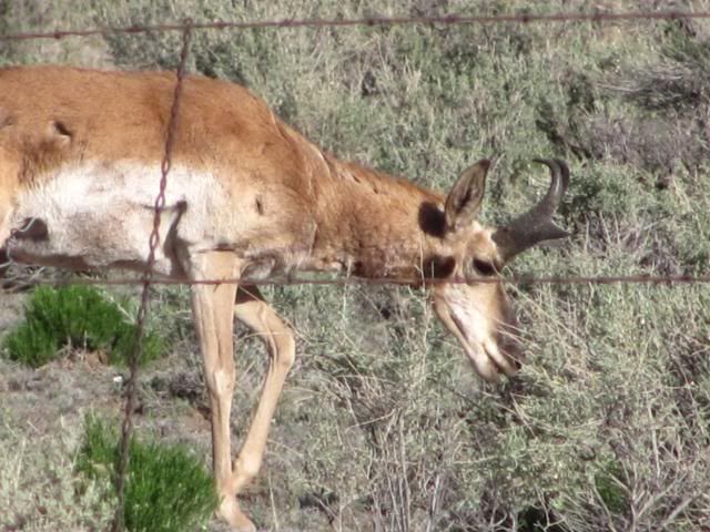 GrandCanyonCritters194.jpg