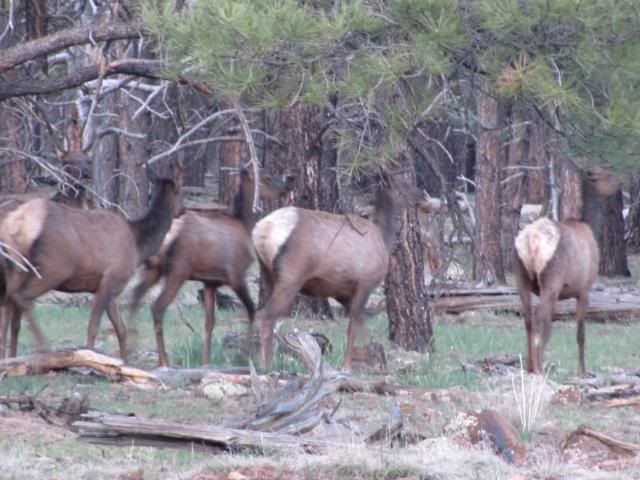 GrandCanyonCritters199.jpg