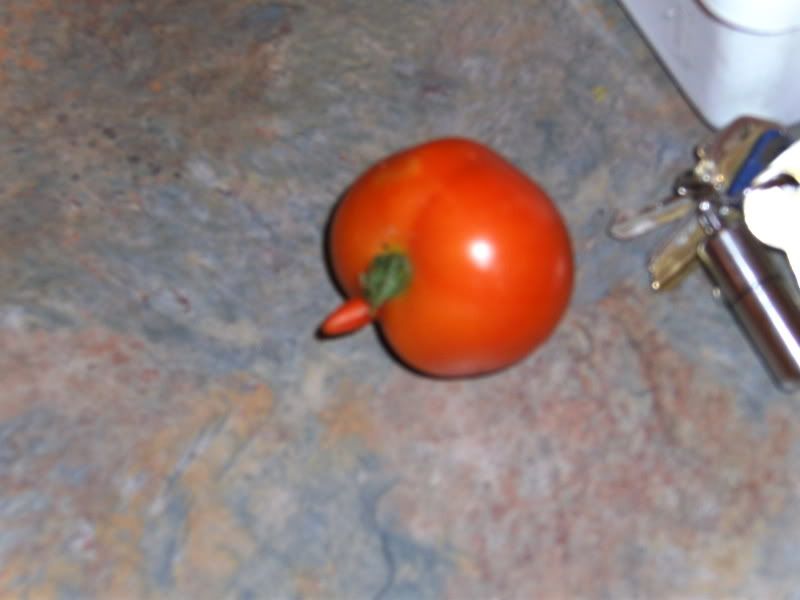 happytomato003.jpg