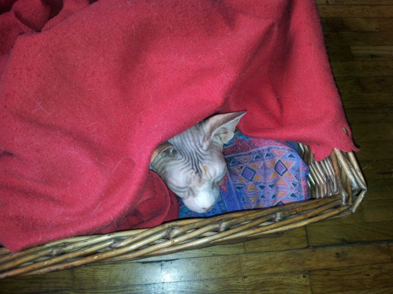 momobed.jpg
