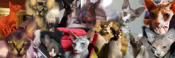 sphynxbanner.jpg