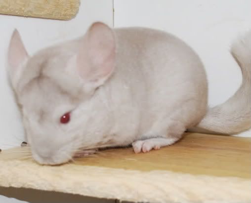 chinchillacolors chinchillachateau chinchilla colors chart