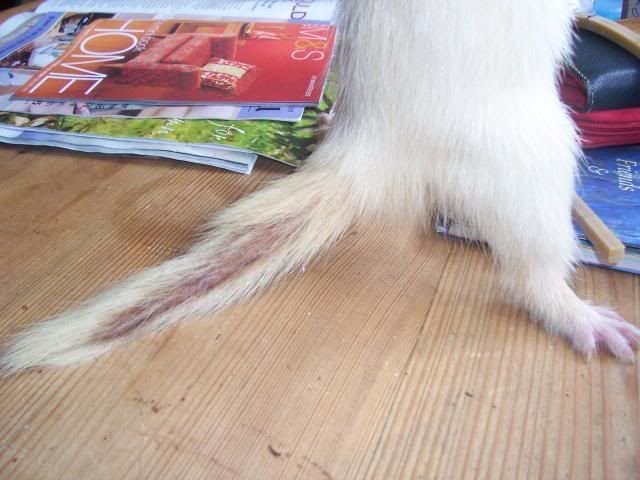 Tail.jpg
