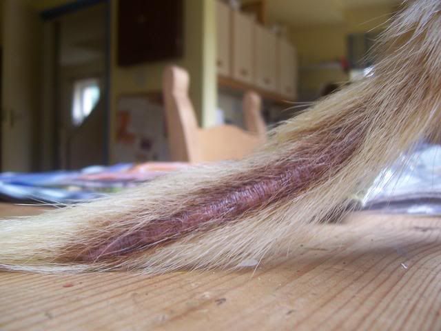 tail2.jpg