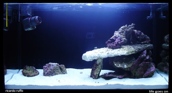 reef-lifegoeson2.jpg