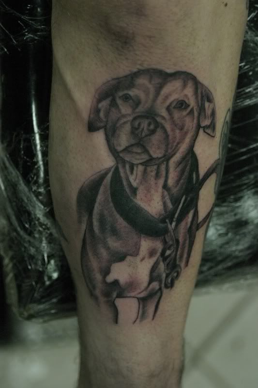 tattoo pitbull (30) queen-oftattoo.blogspot.com