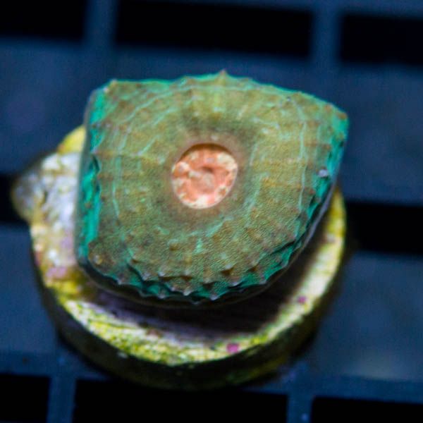 FaviaPack29_zpscd4d7d86.jpg
