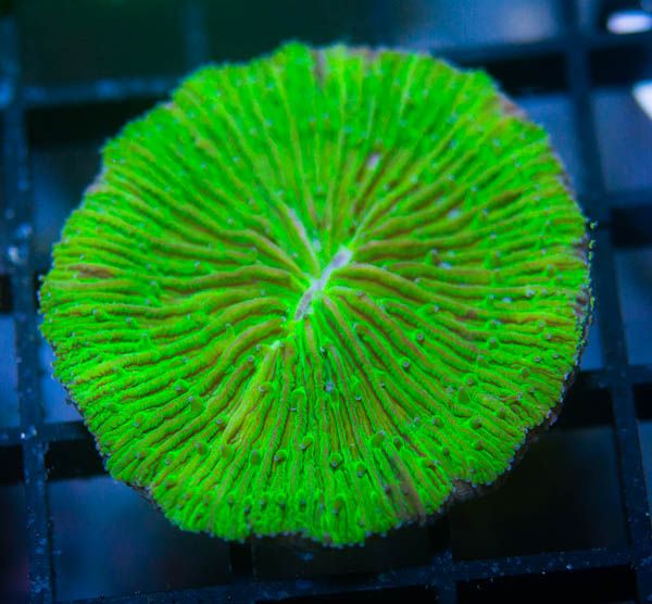 GreenFungia40_zpsfd11d6f9.jpg