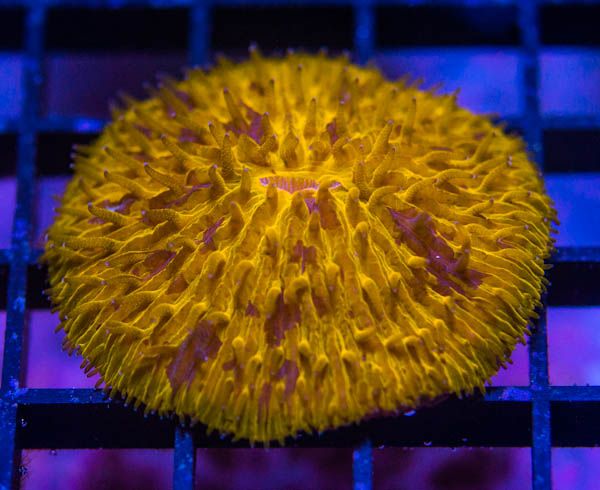 PurpleStreakFungia125_zps92ac010f.jpg