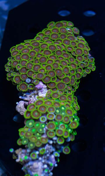 Zoa1_zps3f2dcf6b.jpg