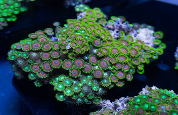 Zoa32_zps6f373018.jpg