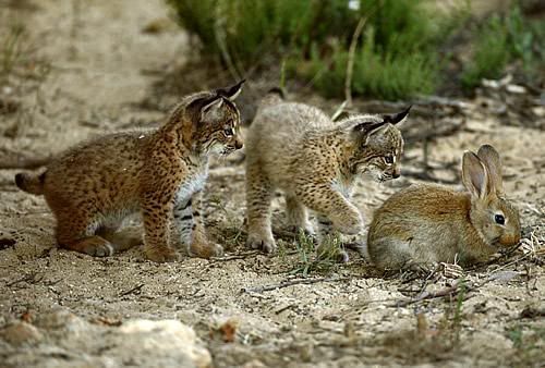 Baby Iberian Lynx