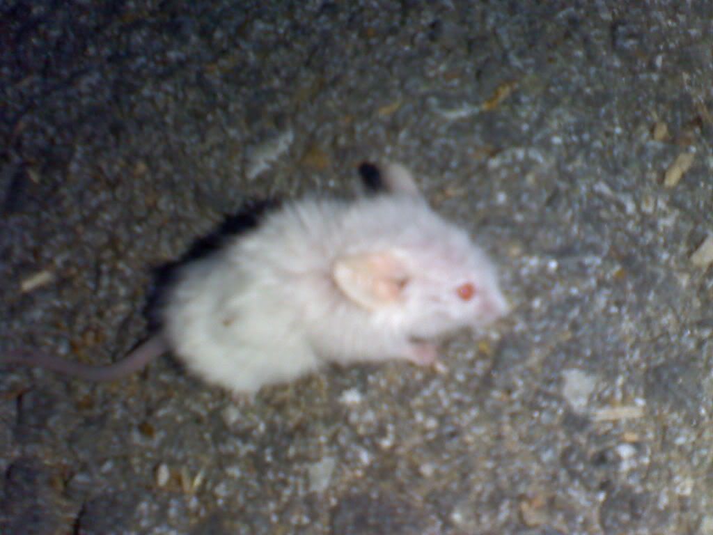 Albino Rodent