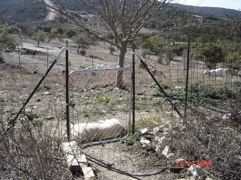 Caution - LGD On Duty - Goats