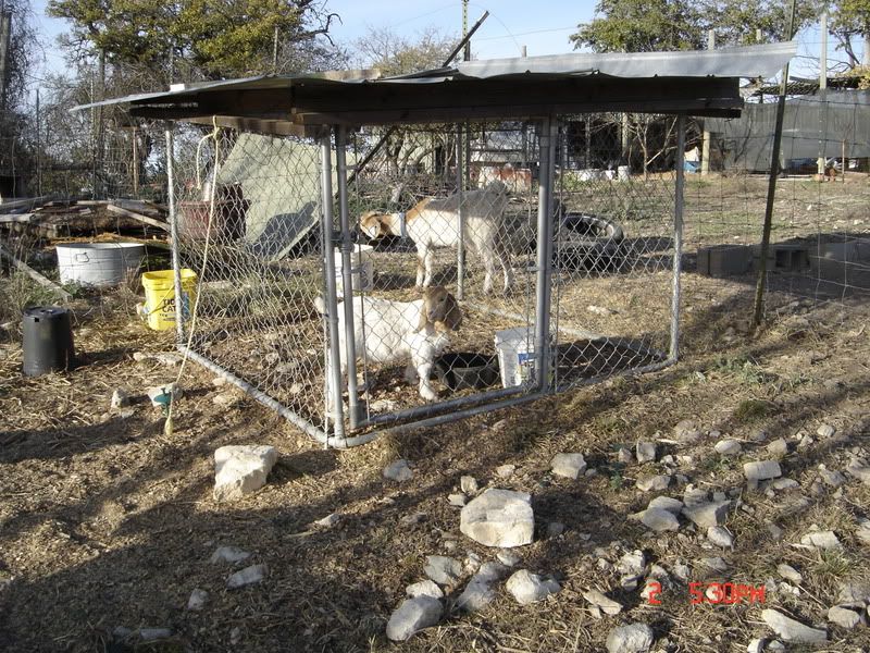 Purebred Boer Buckling Pics - Goats