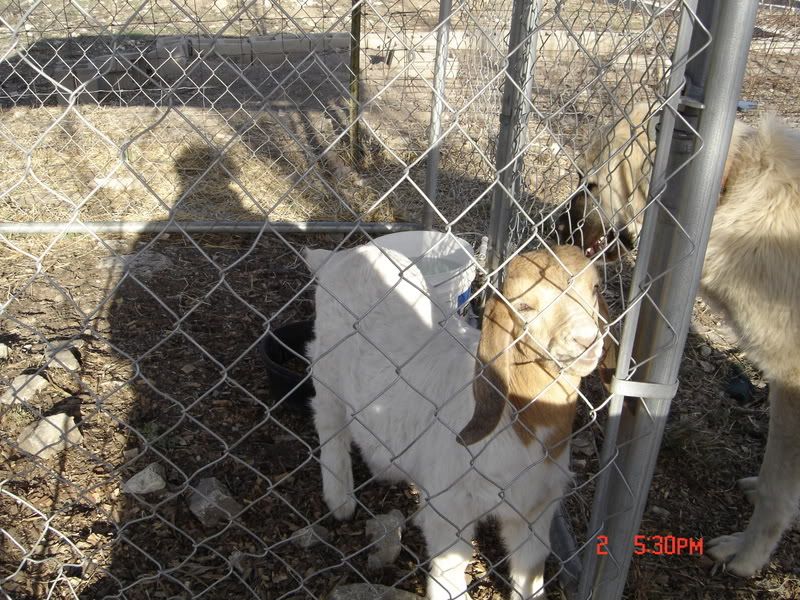 Purebred Boer Buckling Pics - Goats