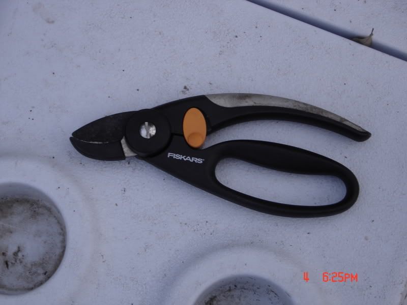 Trimming Sheep Hooves - Sheep