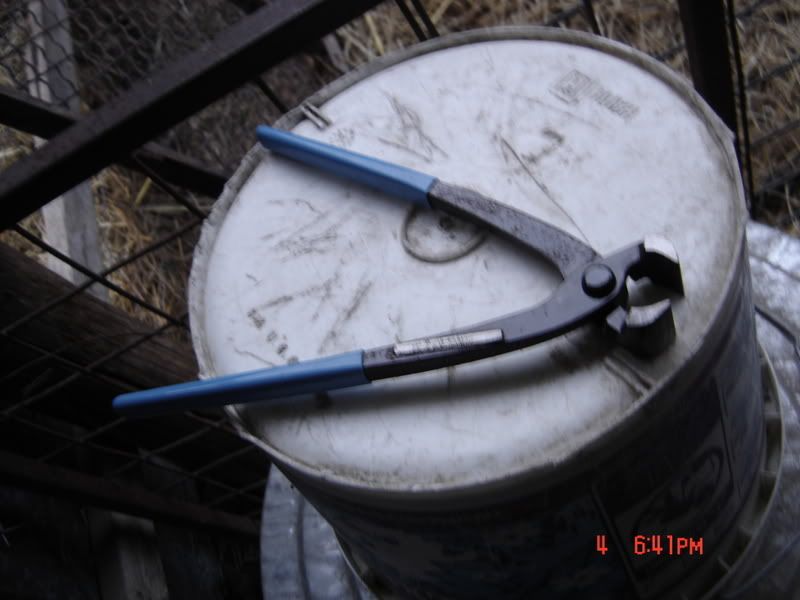 Trimming Sheep Hooves - Sheep