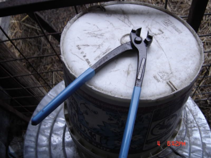 Trimming Sheep Hooves - Sheep