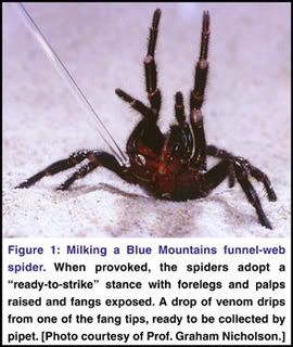 funnel web Pictures, Images and Photos