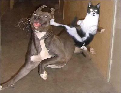 Kung fu kočka