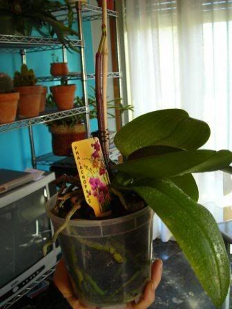 orchideaphala.jpg