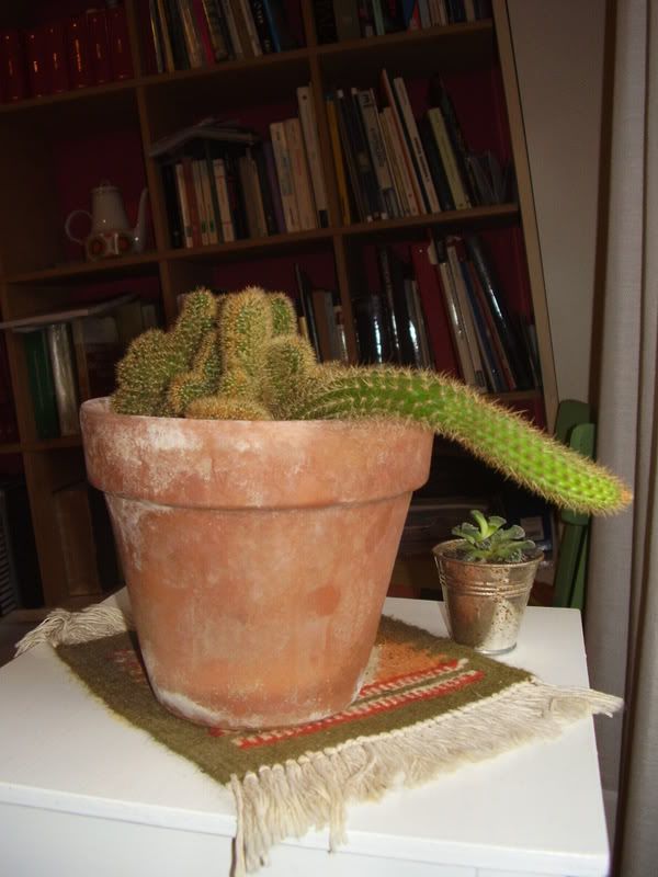 borzicactus.jpg