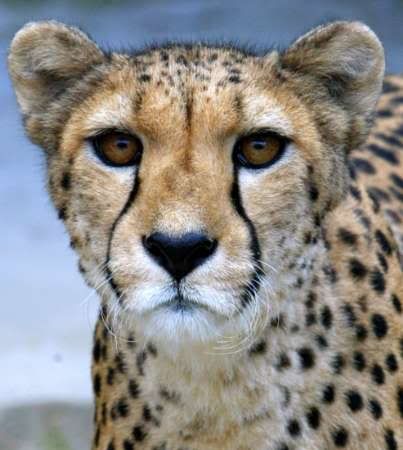 CHEETAH Pictures, Images and Photos