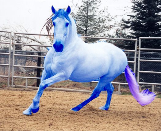 blue horse photo: Blue Horse blue3.jpg