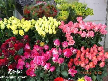 dalat,festival,hoa,thao_viet89