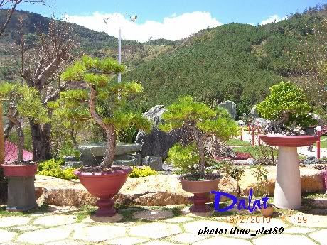 dalat,thao_viet89,hoa,tranlegiatrang