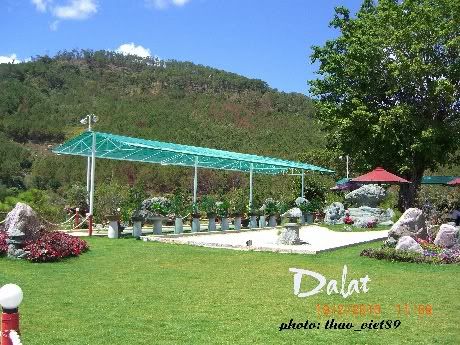 dalat,thao_viet89,hoa,tranlegiatrang