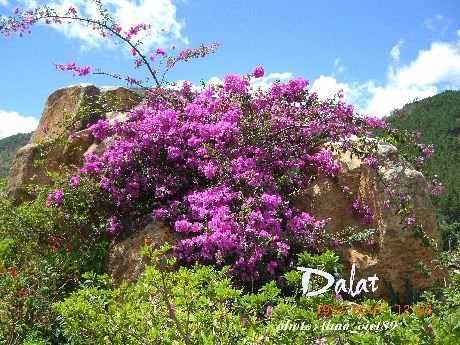 dalat,thao_viet89,hoa,tranlegiatrang