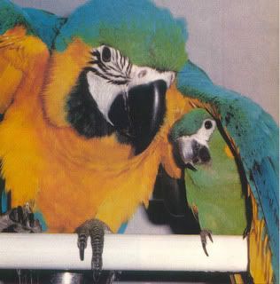 bluegoldmini_macaws.jpg