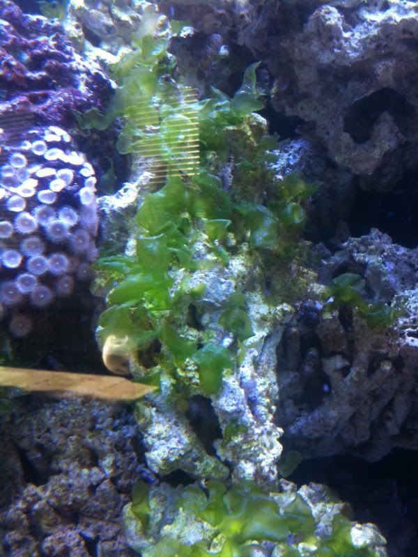 Algae Eating Fish. I have tons of this macro algae on my live rock. It looks like ulva lettuce algae but I#39;m not sure. Does anyone know of a fish that will eat this up?