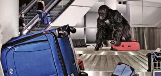 Photo Credit: American Tourister