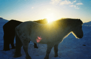Wild Horses Photography By Brad Toland