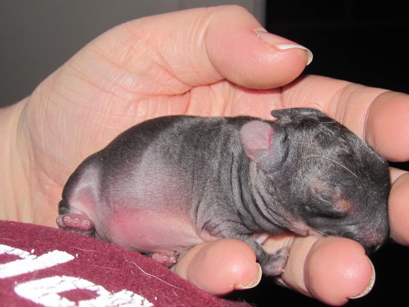 Anna Had Babies! Finally!! - Rabbits