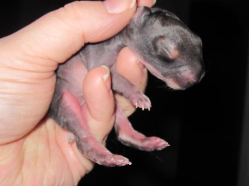 Anna Had Babies! Finally!! - Rabbits