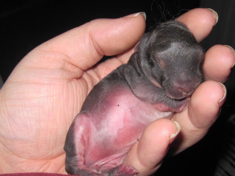 Anna Had Babies! Finally!! - Rabbits