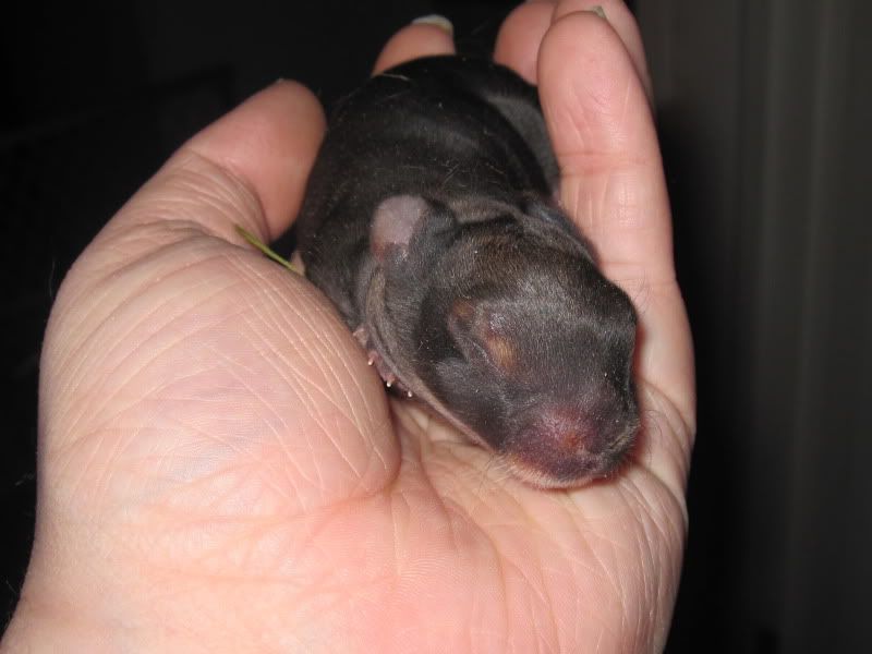 Anna Had Babies! Finally!! - Rabbits