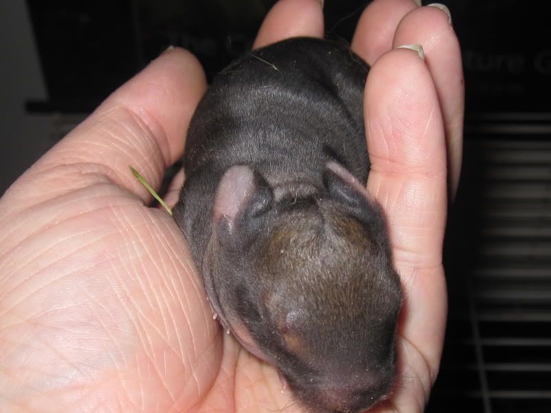 Anna Had Babies! Finally!! - Rabbits