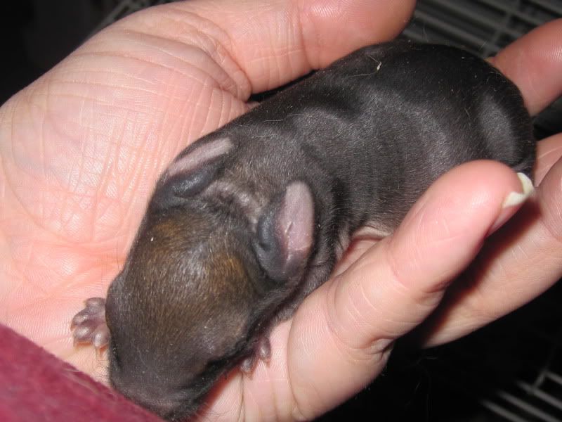 Anna Had Babies! Finally!! - Rabbits